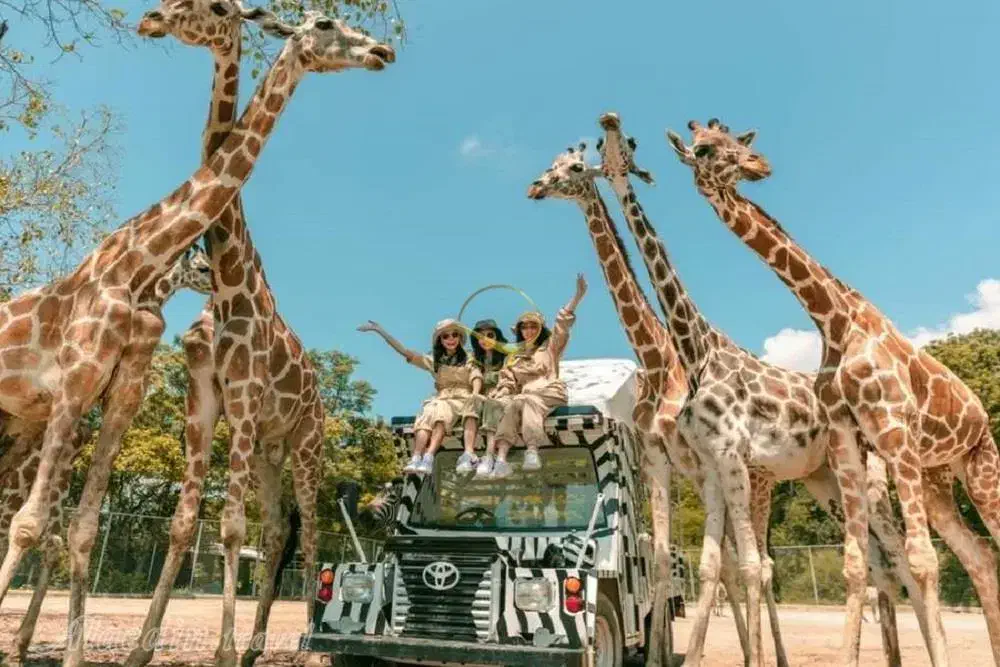 تورتایلند(قسطی)|تور و چارتر|کرج, عظیمیه|دیوار