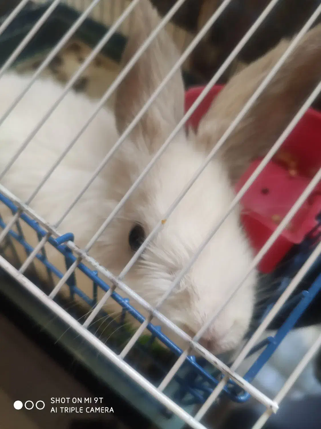 خرگوش لوپ نژاد خارجی|موش و خرگوش|شیراز, پشم شیشه|دیوار