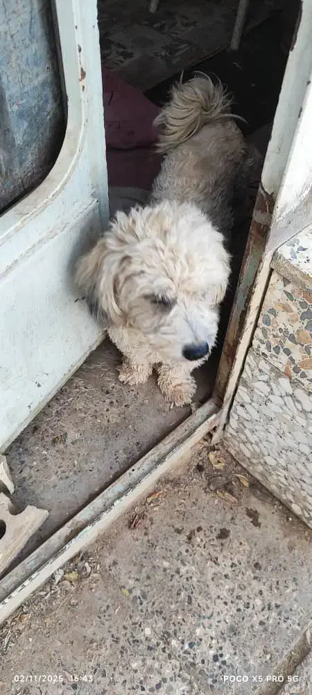 میتو خانم مهربون و خوش قلب|سگ|اصفهان, پارک مشتاق|دیوار