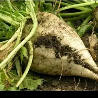 چغندر درجه یک|لوازم جانبی حیوانات|دشتابی, |دیوار