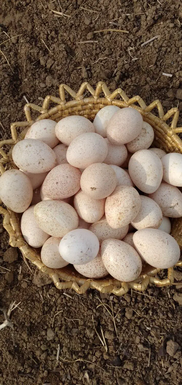 تخم بوقلمون|حیوانات مزرعه|قزوین, |دیوار