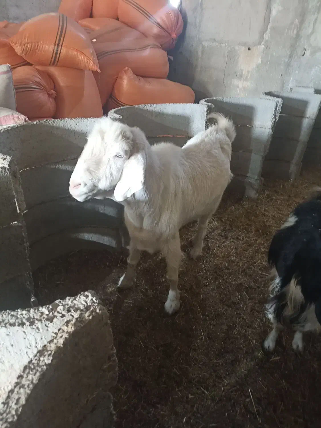 یک راس نری|حیوانات مزرعه|هشتگرد, تهران دشت|دیوار