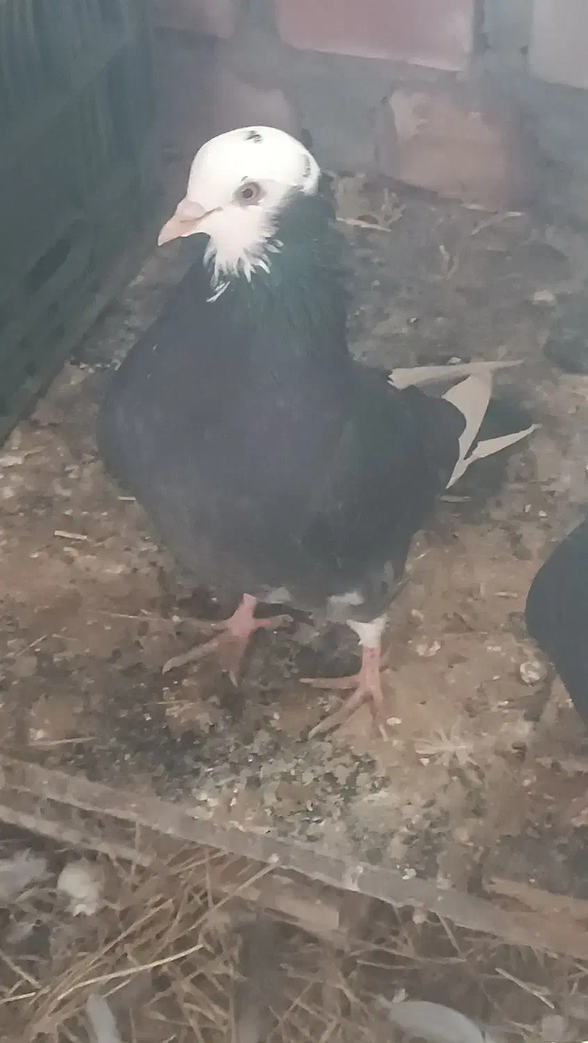 کبوتر پرشی|پرنده|سیمینه, |دیوار