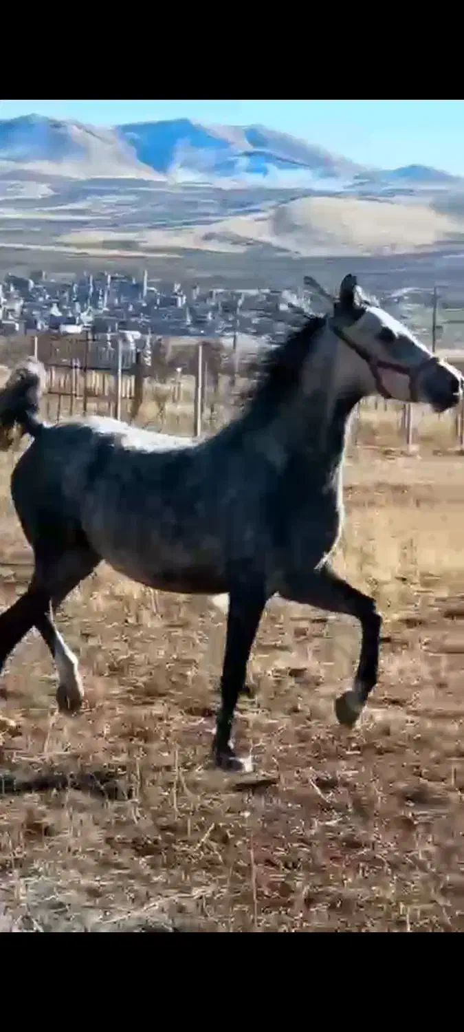 اسب اصیل|اسب و تجهیزات اسبسواری|سقز, |دیوار