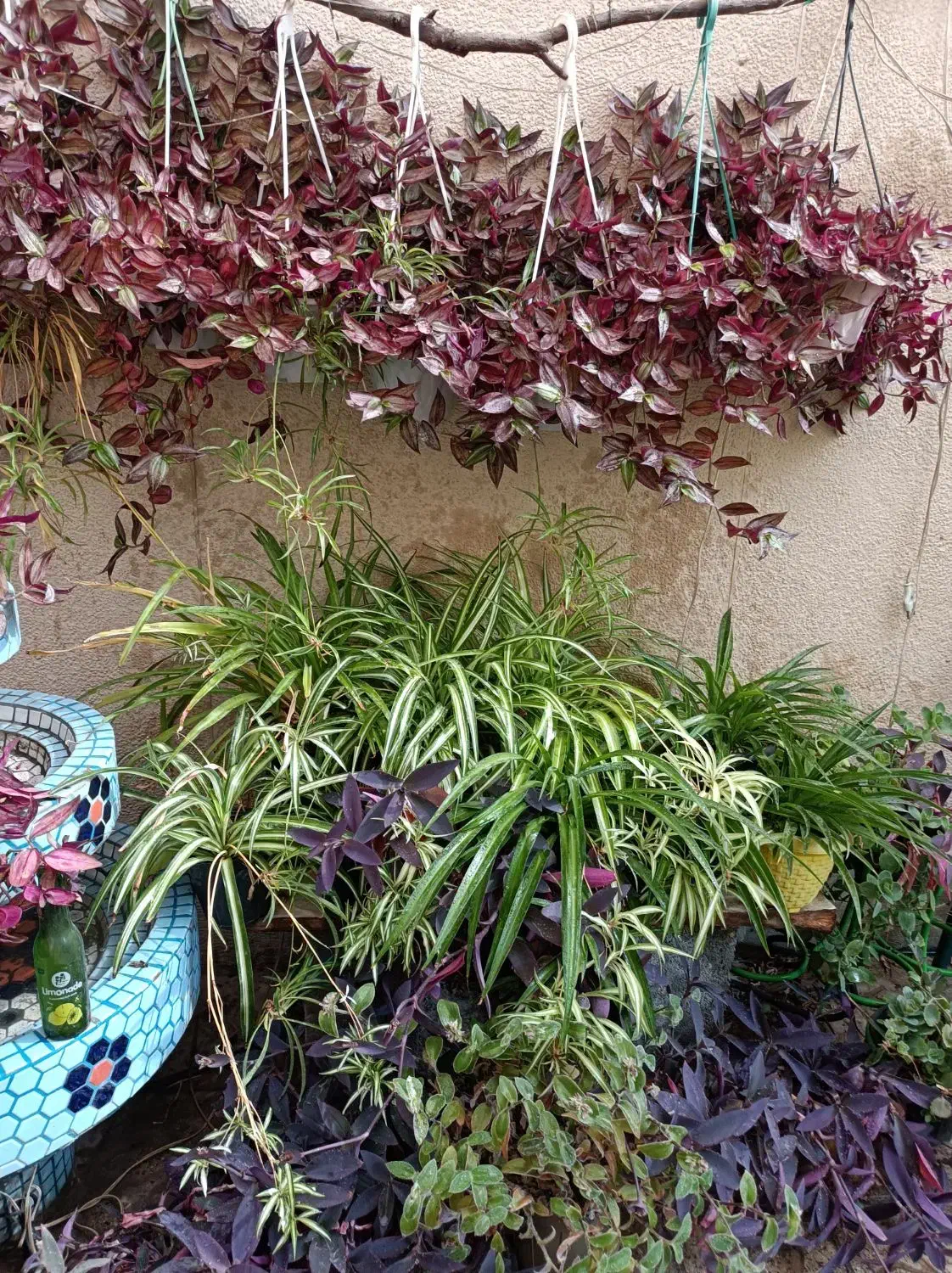 گلدان گل حیاط|گل و گیاه طبیعی|اصفهان, باغ دریاچه|دیوار