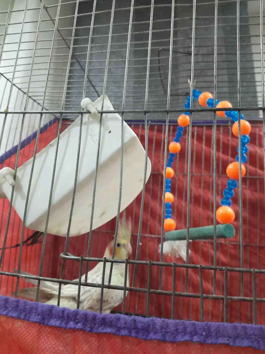 عروس هلندی گل باقالی|پرنده|همدان, |دیوار