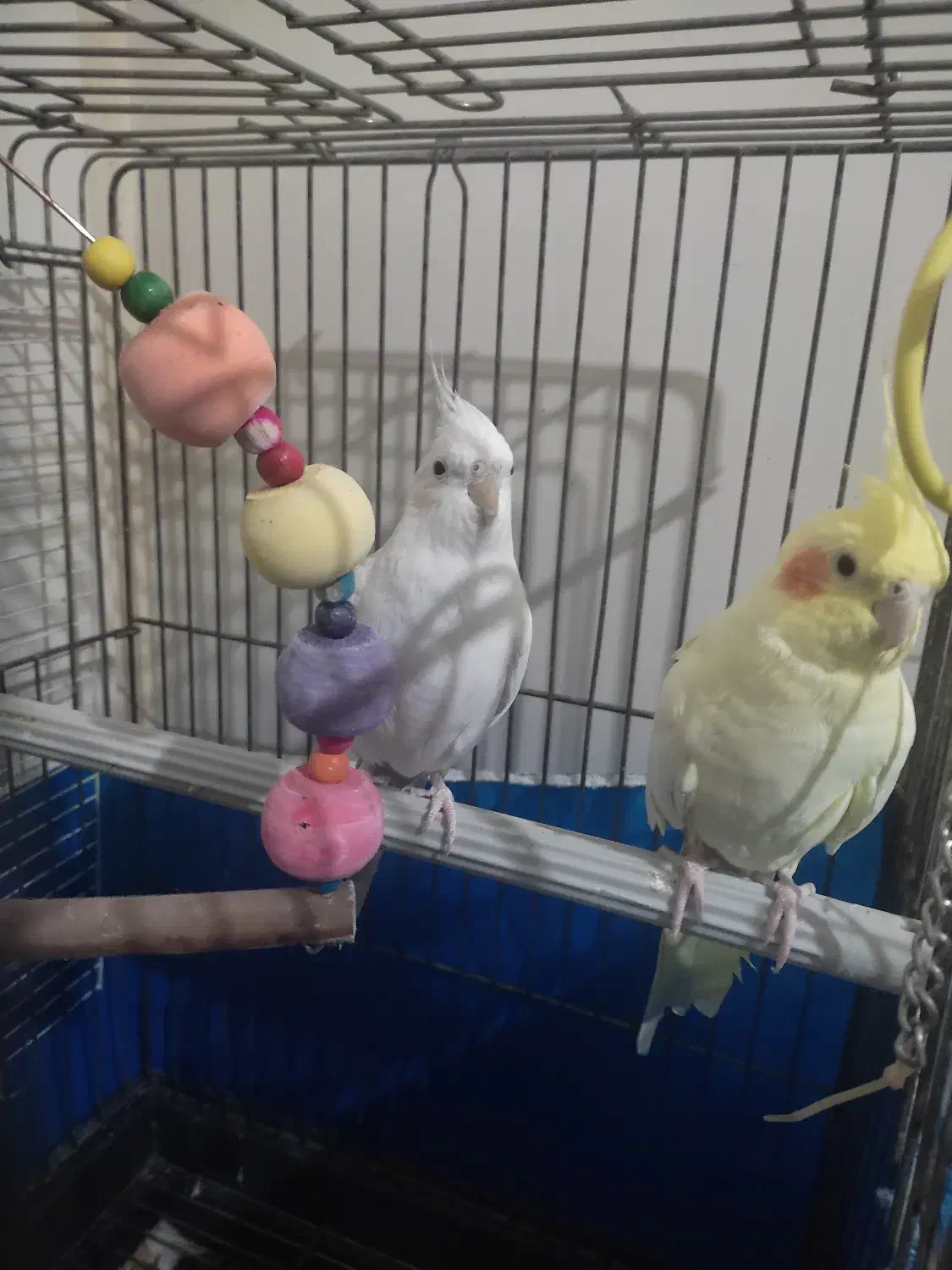 عروس هلندی جفت|پرنده|فردیس, شهرک ناز|دیوار