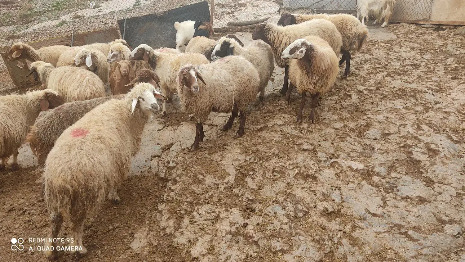 گوسفند وشیشک وبز وتی بز چاق کشتاری روغنی|حیوانات مزرعه|خرمآباد, |دیوار