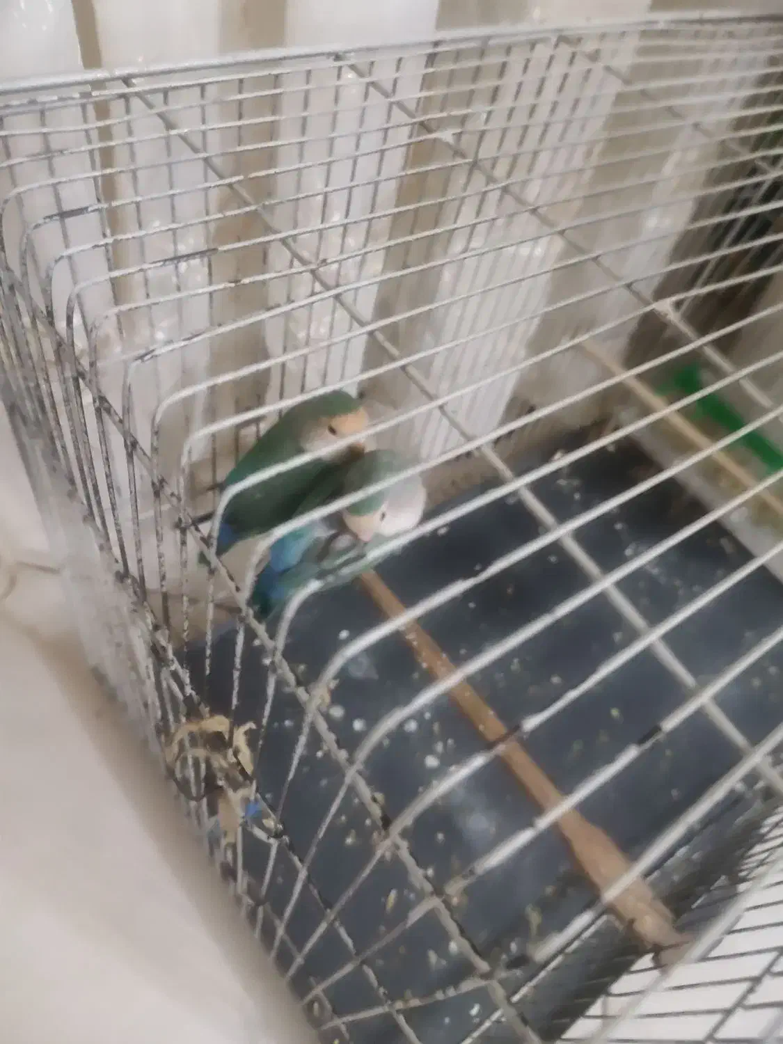 یک جفت طوطی برزیلی|پرنده|رودهن, |دیوار