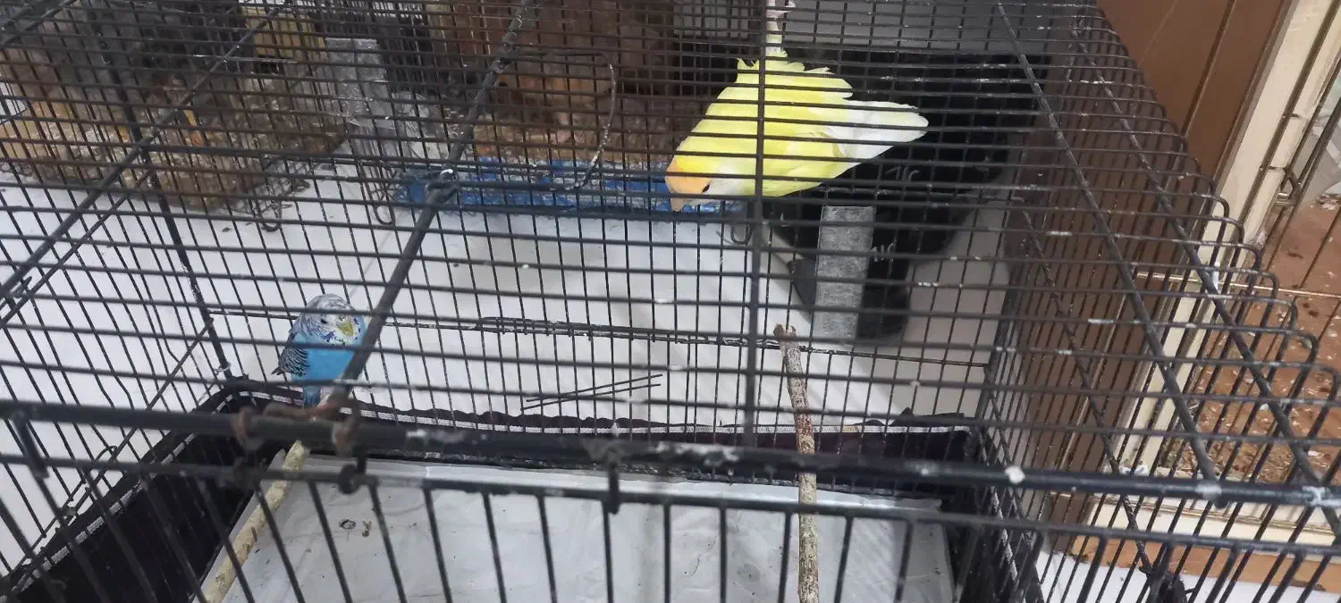 عروس هلندی مرغ عشق|پرنده|رباط‌کریم, شترخوار|دیوار