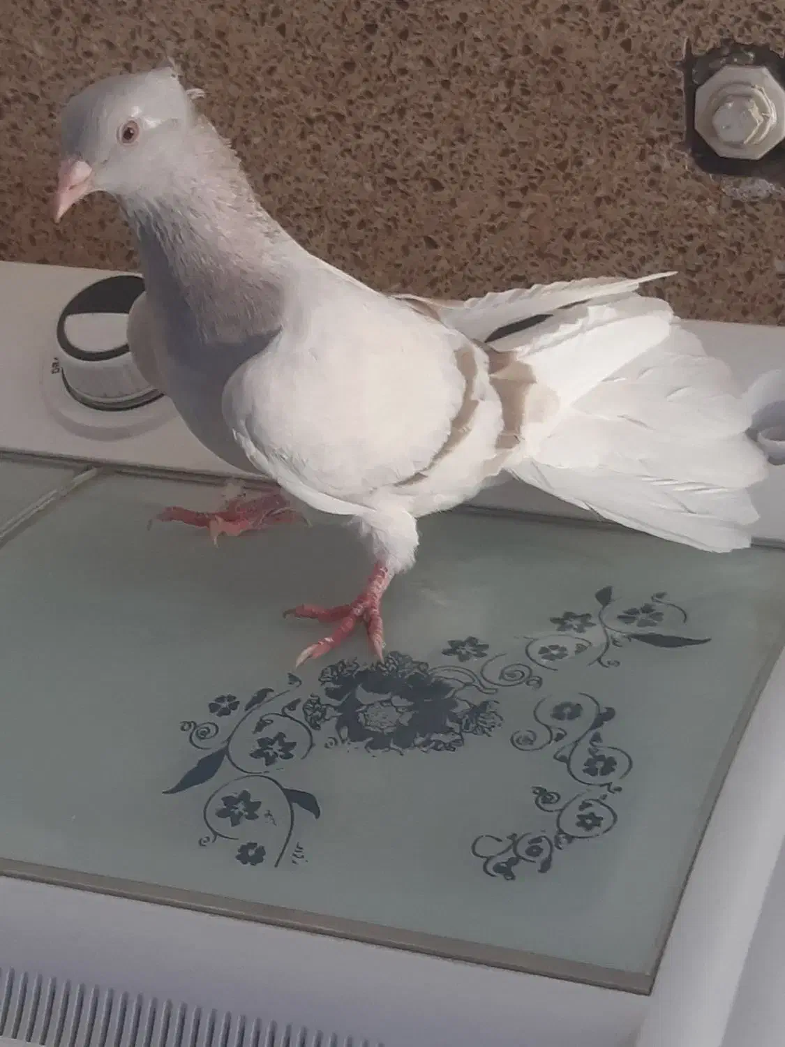 پرنده|پرنده|کارون, |دیوار