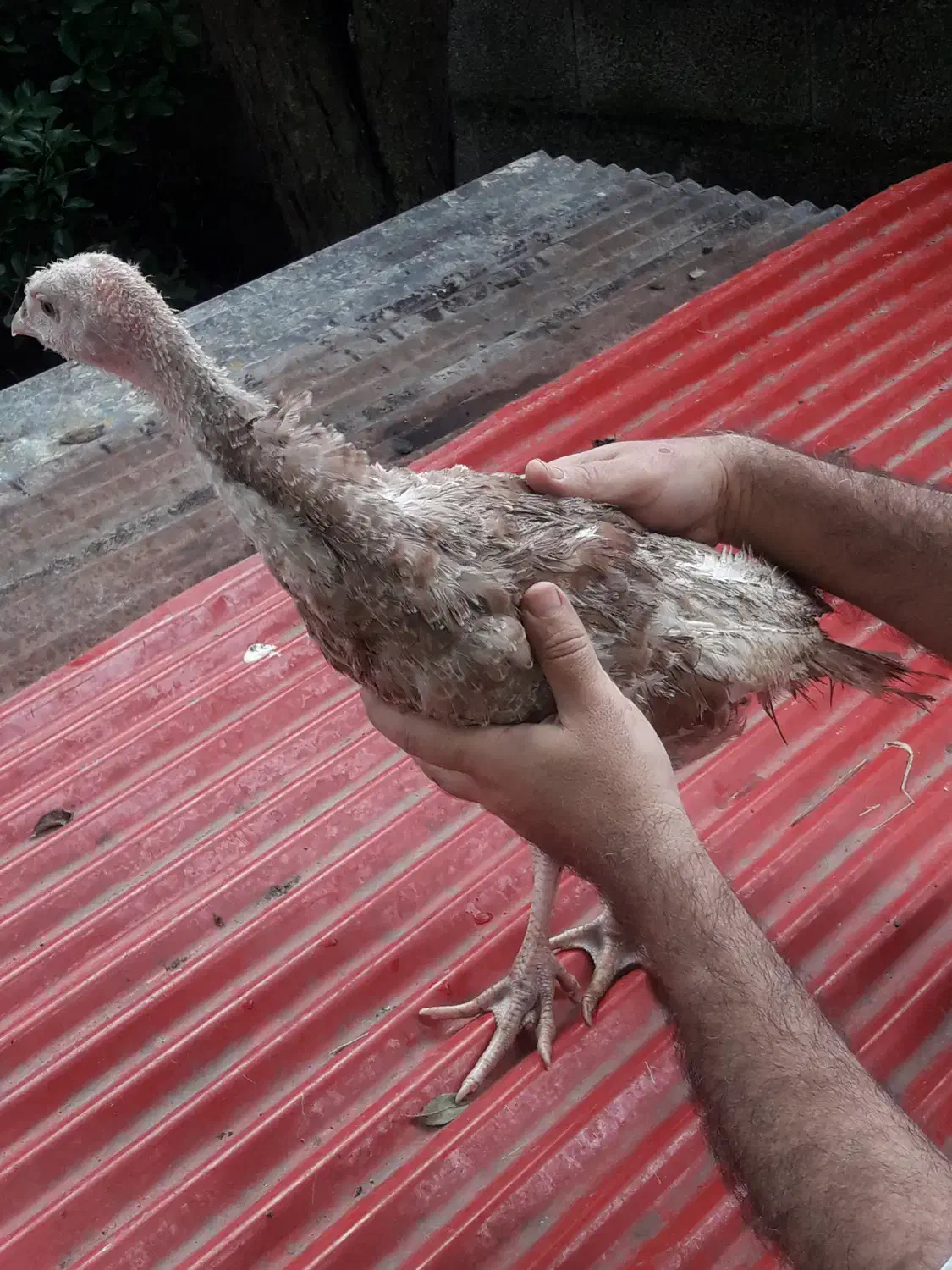 بوقلمون محلی صومعه سرااصیل نیمچه نرماده ضیابر جوجه|حیوانات مزرعه|رشت, سعدی (تختی)|دیوار