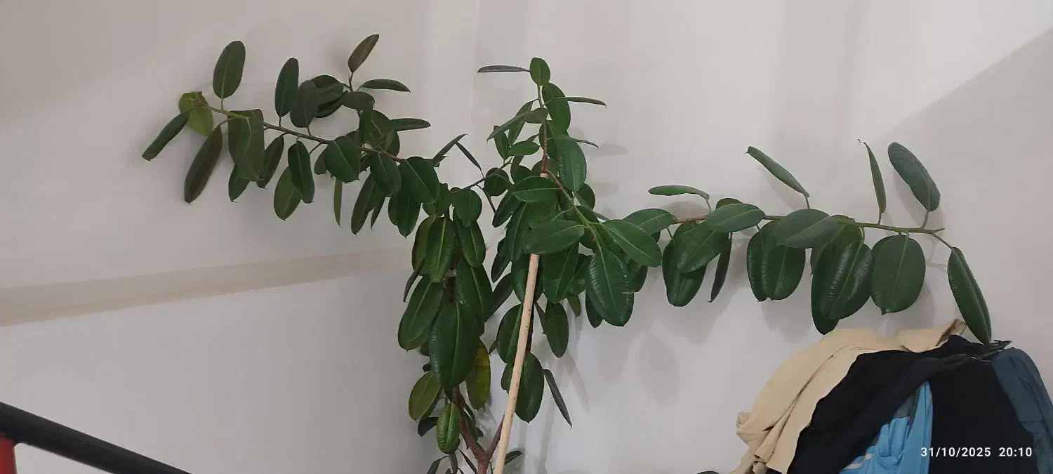 فروش گل بسیار بزرگ گوش فیل|گل و گیاه طبیعی|مهاباد (آذربایجان غربی), |دیوار