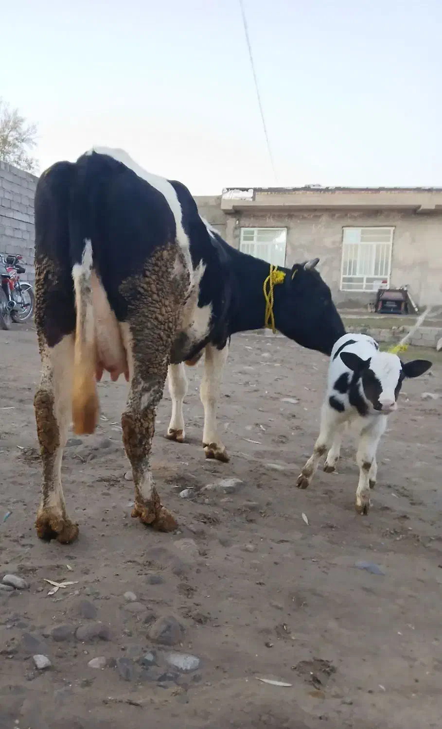 گاو صحرایی|حیوانات مزرعه|نظر کهریزی, |دیوار