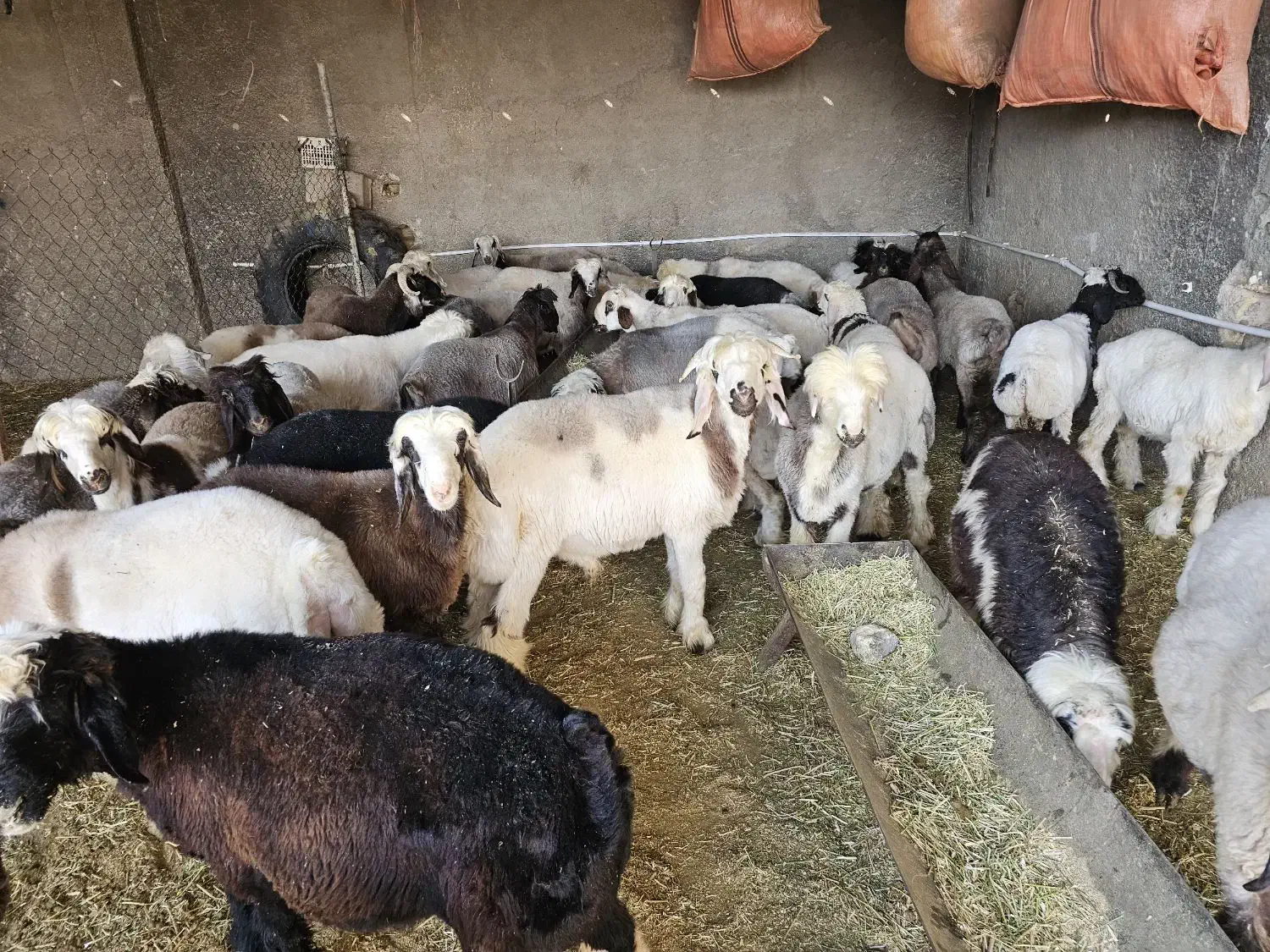 بره نر و ماده|حیوانات مزرعه|زرقان, |دیوار