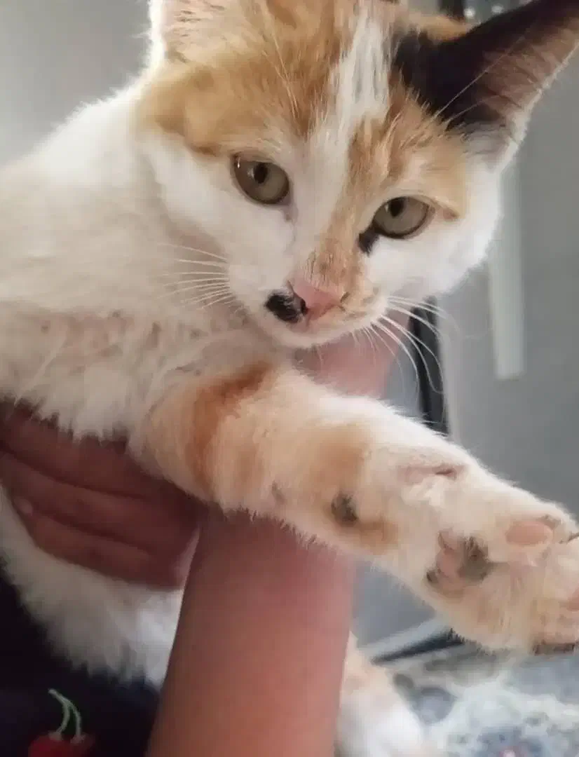 یه عددگربه خونگی|گربه|زرند, |دیوار