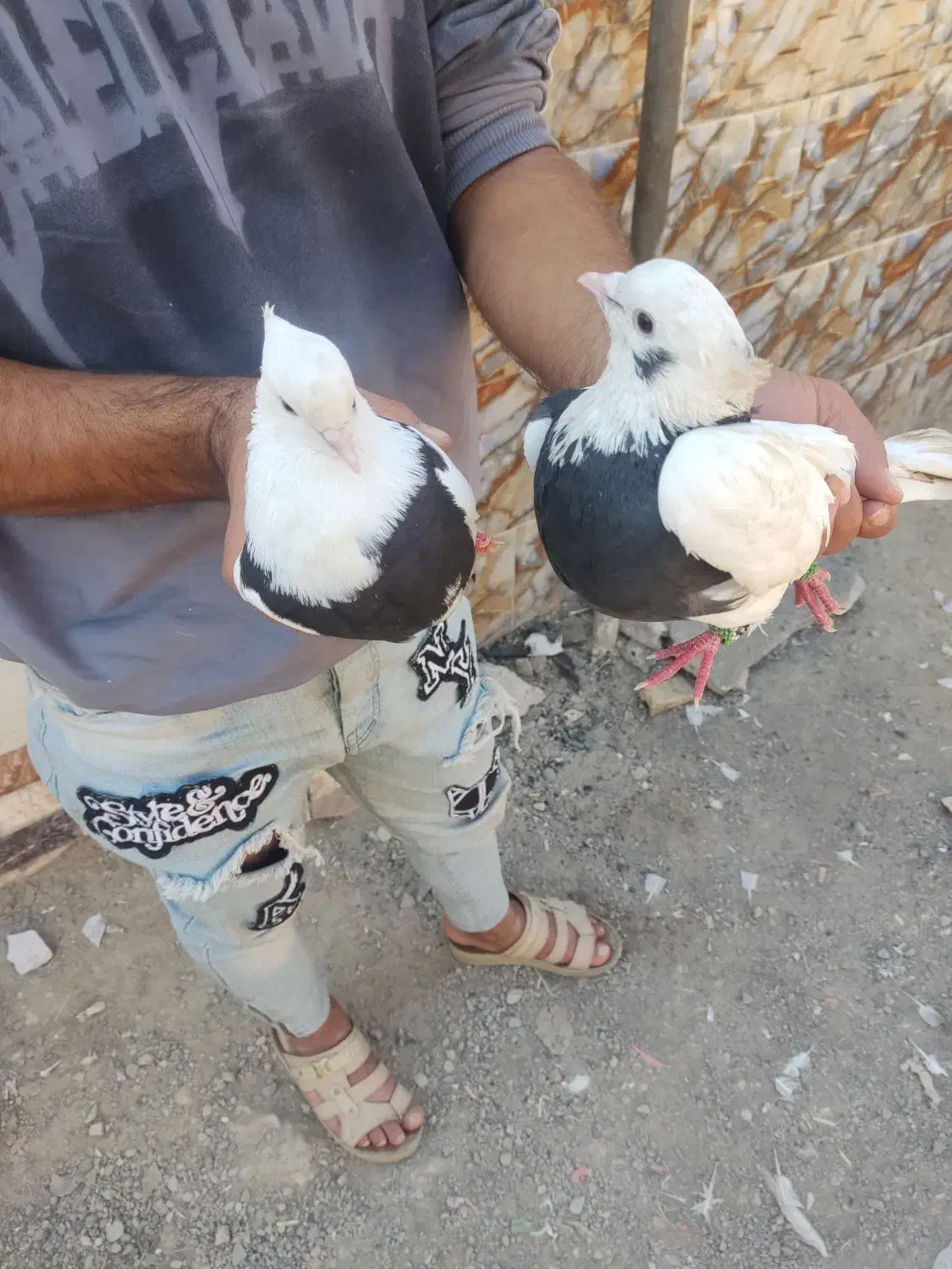 کفتر|پرنده|خرمشهر, |دیوار