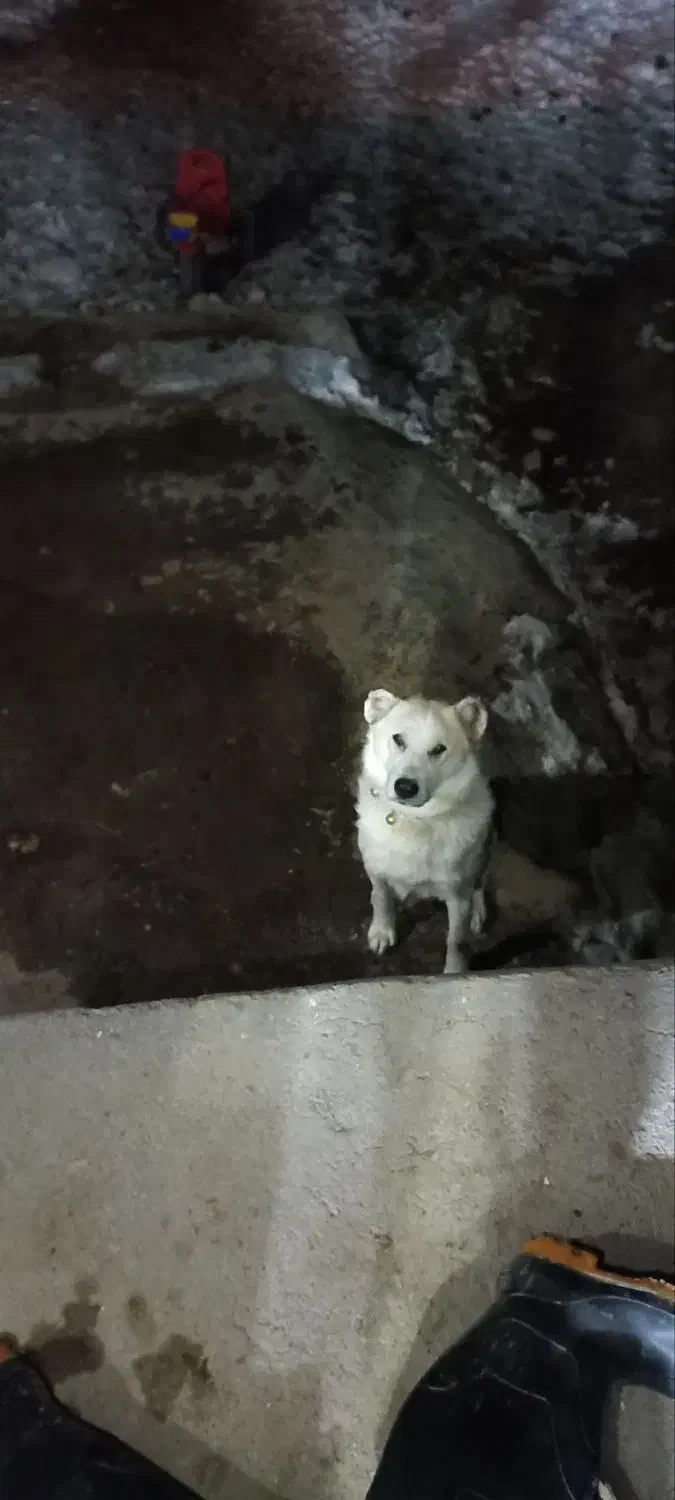 سگ نر|سگ|مشگین شهر, |دیوار