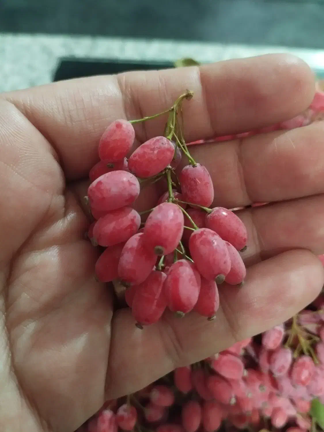 زرشک دانه شده با دست بدون دم وبرگ کیلویی240|خوردنی و آشامیدنی|تهران, ترمینال جنوب|دیوار