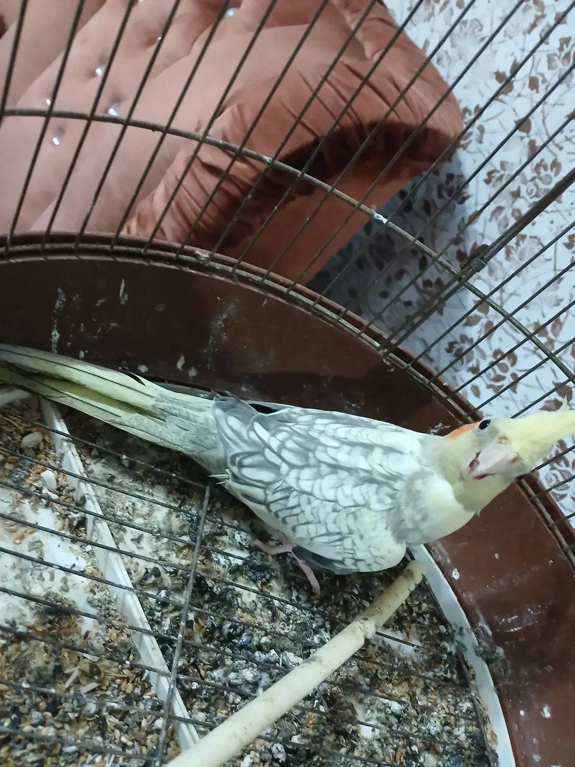 عروس هلندی سالم و سرحال|پرنده|رشت, سعدی (تختی)|دیوار