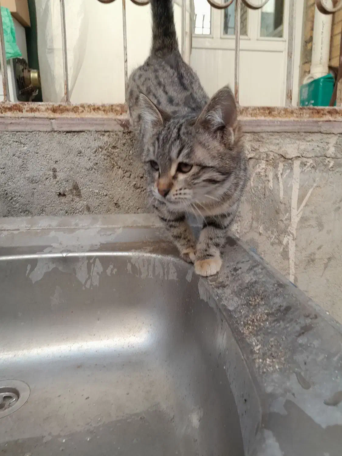 گربه. بچه گربه. پیشی|گربه|مشهد, نیروی هوایی|دیوار