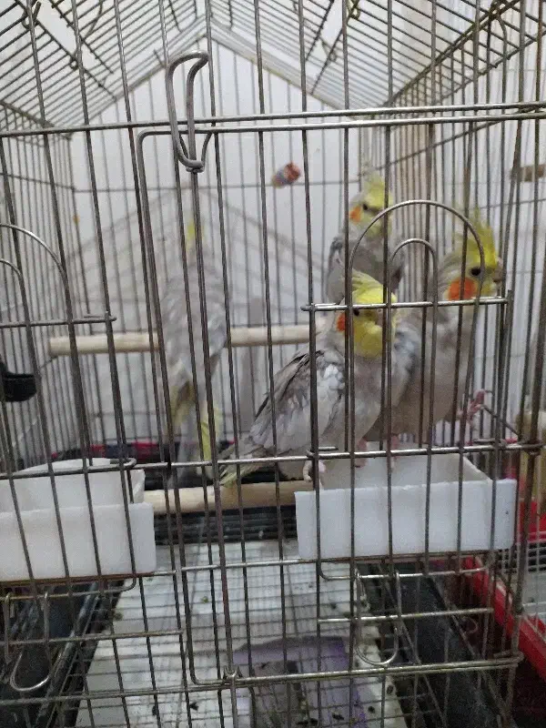 عروس هلندی مرواریدی|پرنده|اردبیل, |دیوار