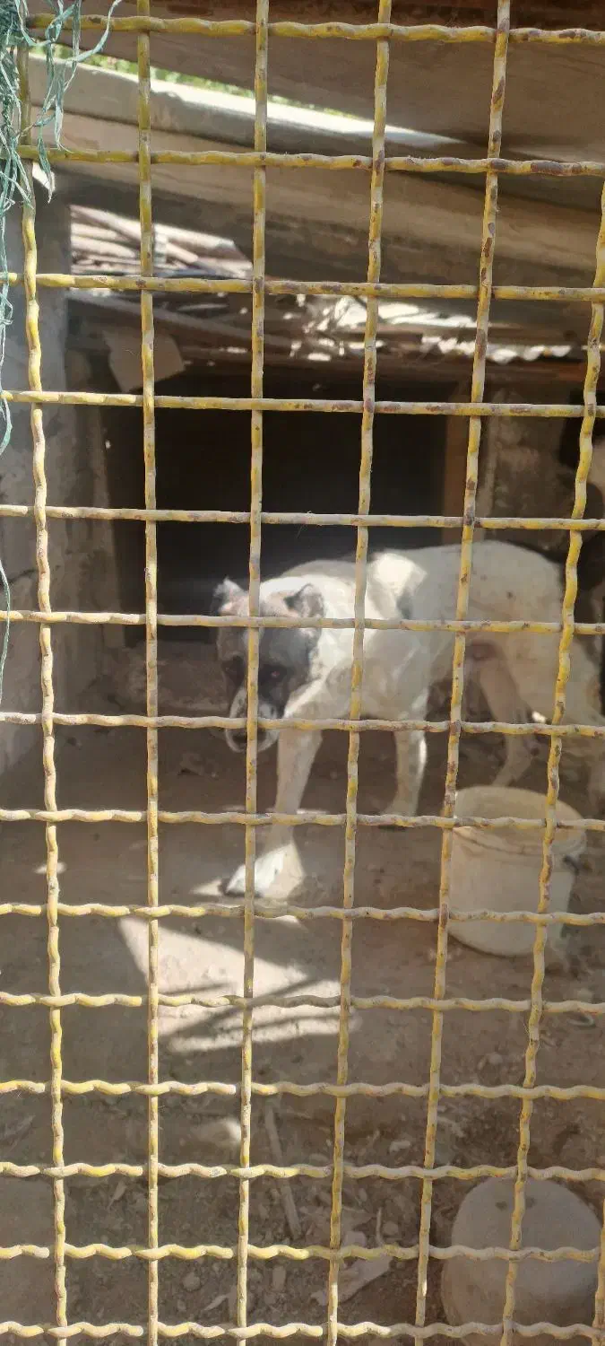 سگ نگهبان|سگ|چهارباغ, |دیوار