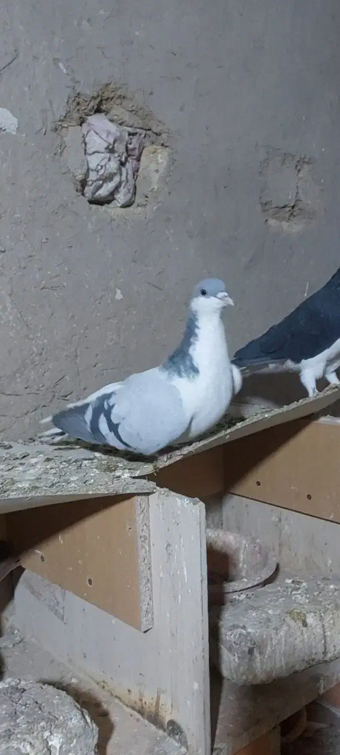 کبوترهای رنگی|پرنده|تاکستان, |دیوار