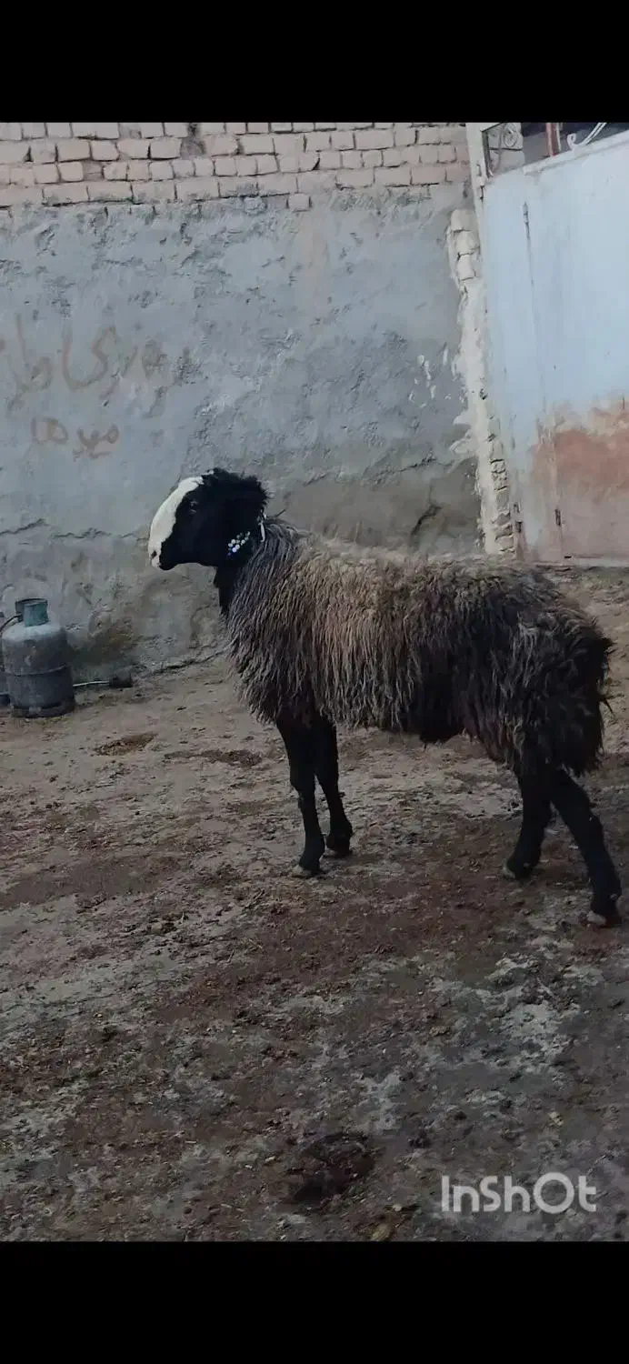 شیشک قوچ اصیل شال فروشی|حیوانات مزرعه|خرمدشت, |دیوار