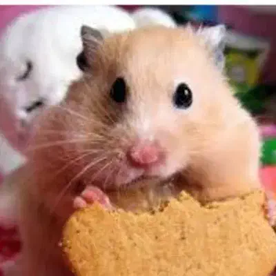 همستر|موش و خرگوش|رفسنجان, |دیوار