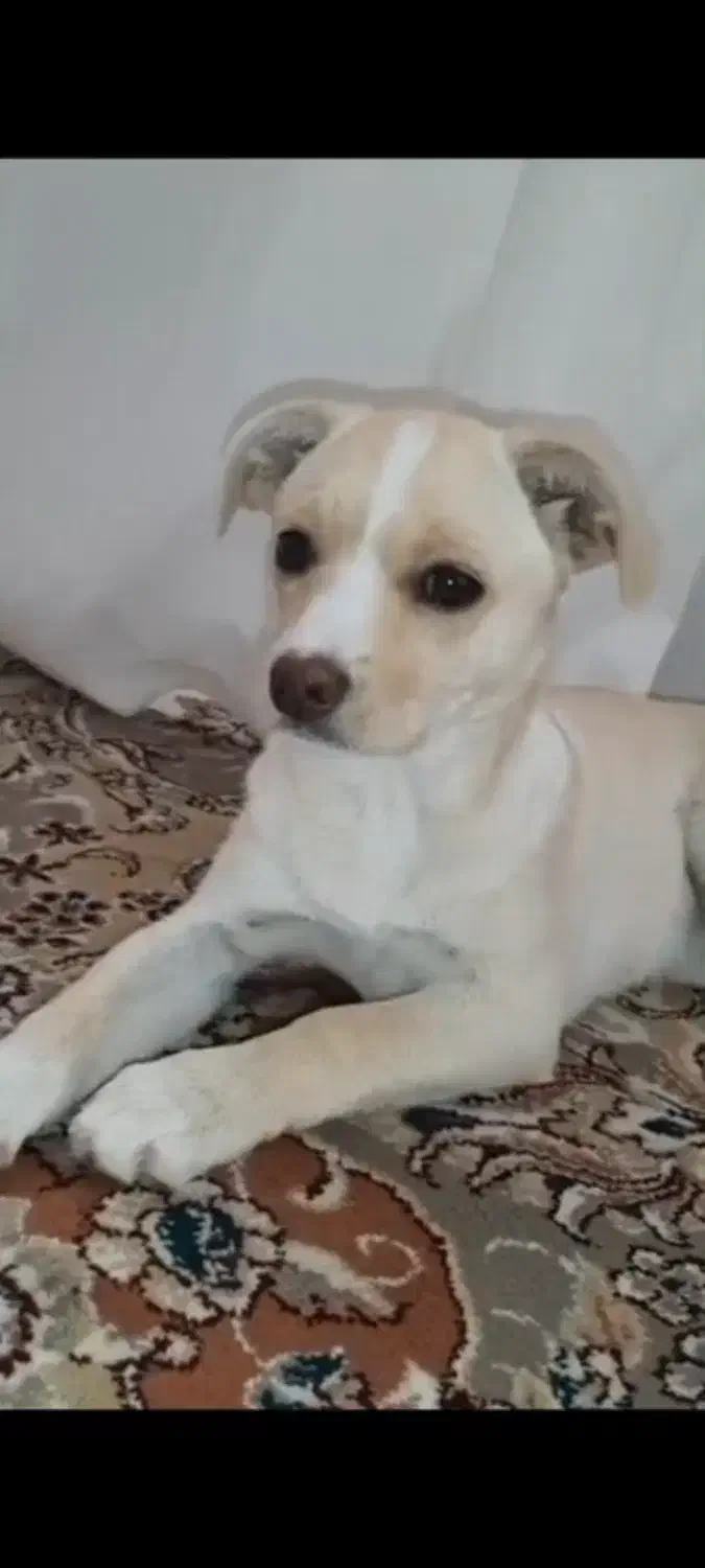 سگ  خانگی|سگ|سمیرم, |دیوار