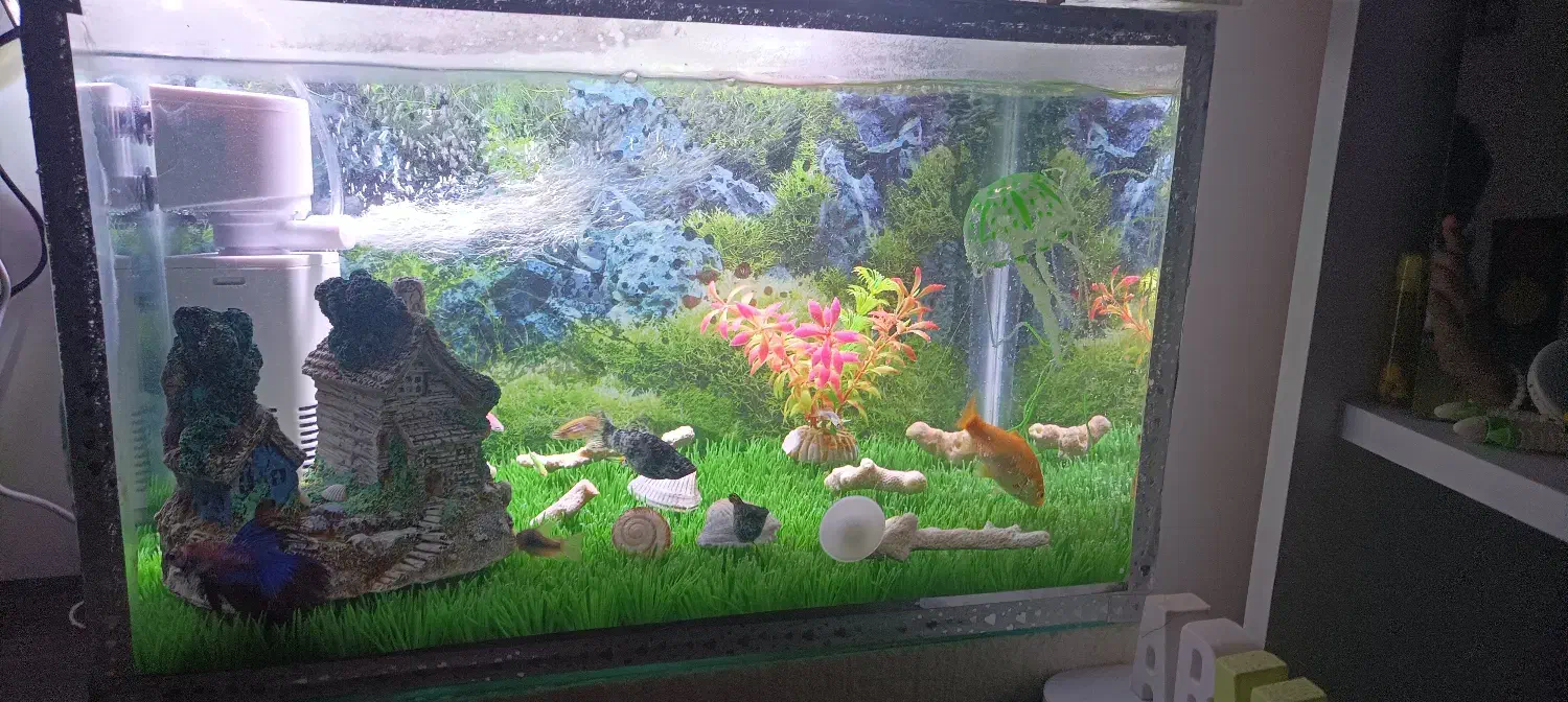 آکواریوم|ماهی|قائن, |دیوار