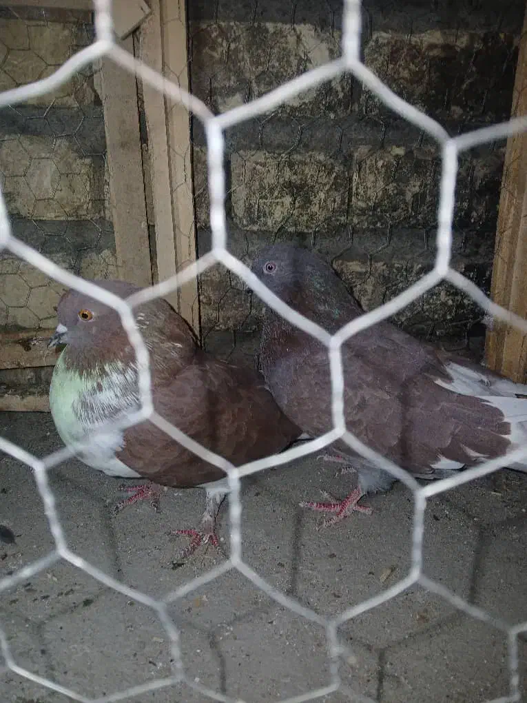 کبوتر پرشی|پرنده|جرقویه, |دیوار