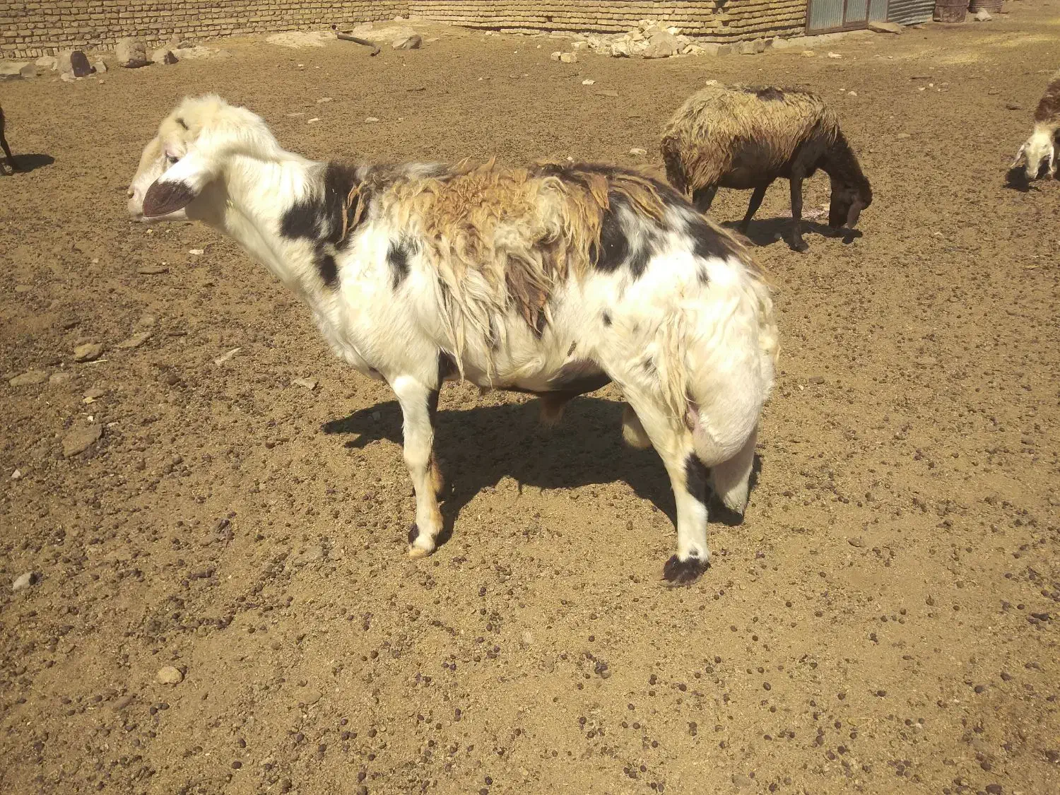 قوچ|حیوانات مزرعه|قلندر آباد, |دیوار