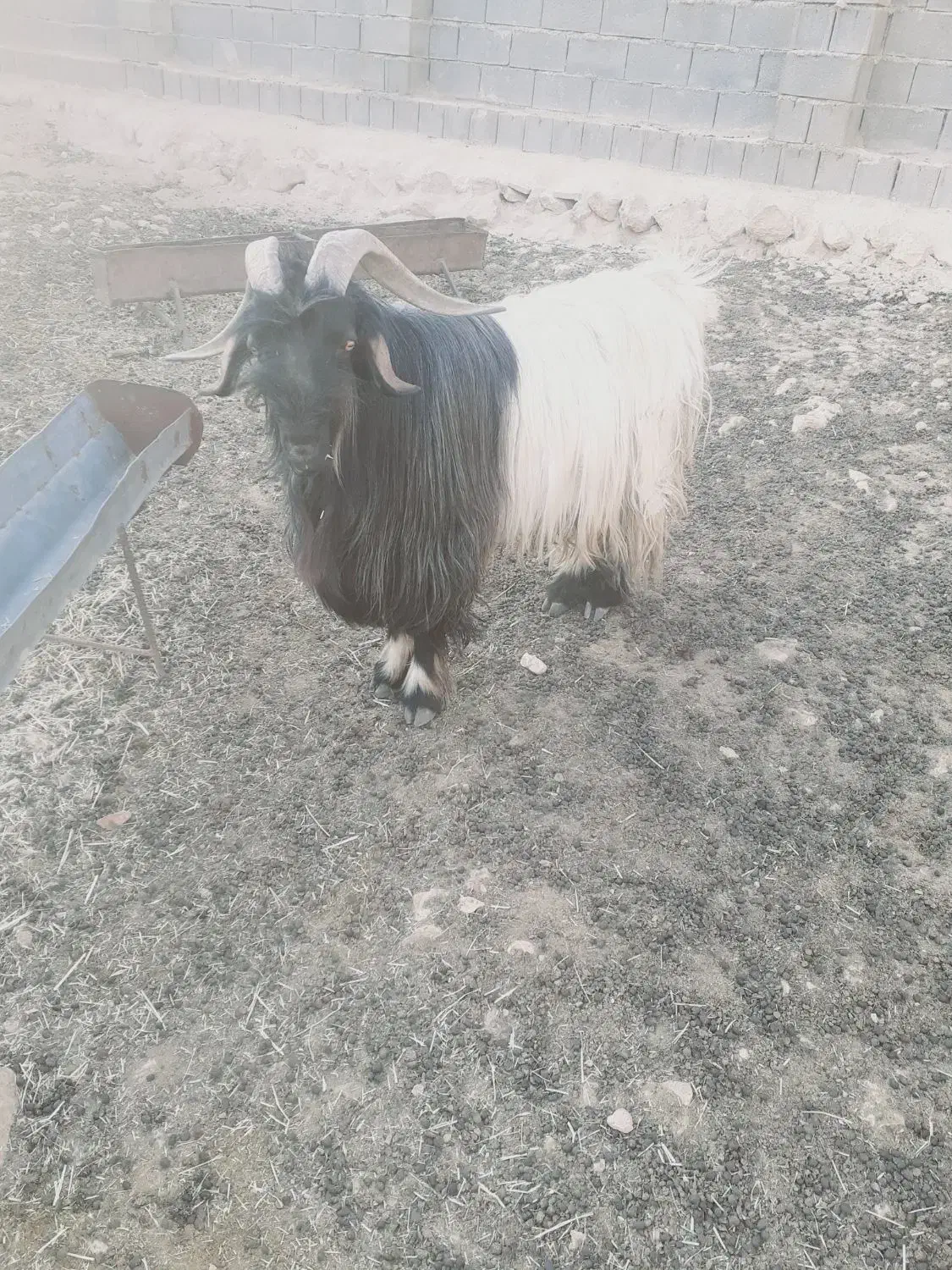 بعده تخمی|حیوانات مزرعه|ایذه, |دیوار