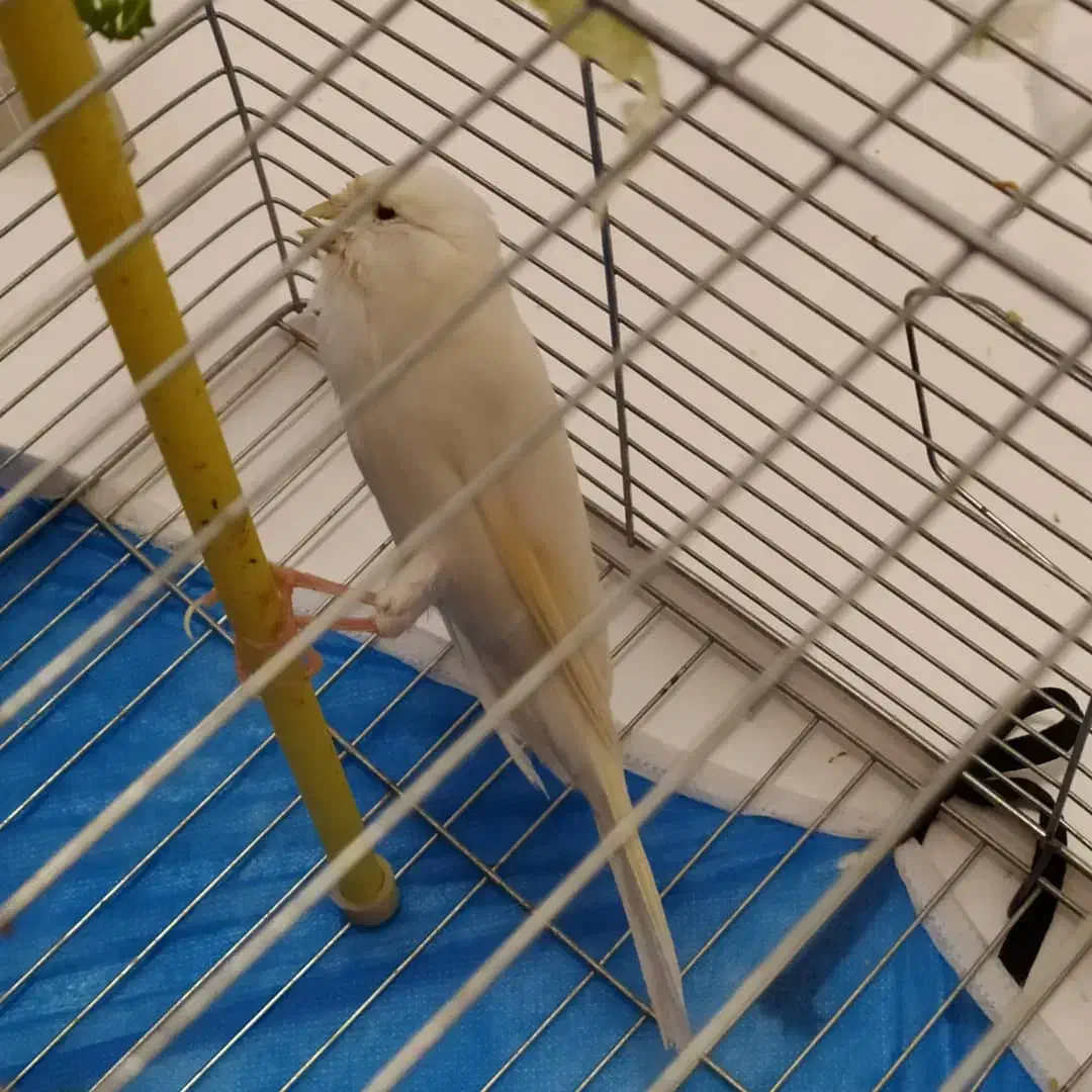 قناری ماده رسمی سفید بلند|پرنده|تبریز, |دیوار