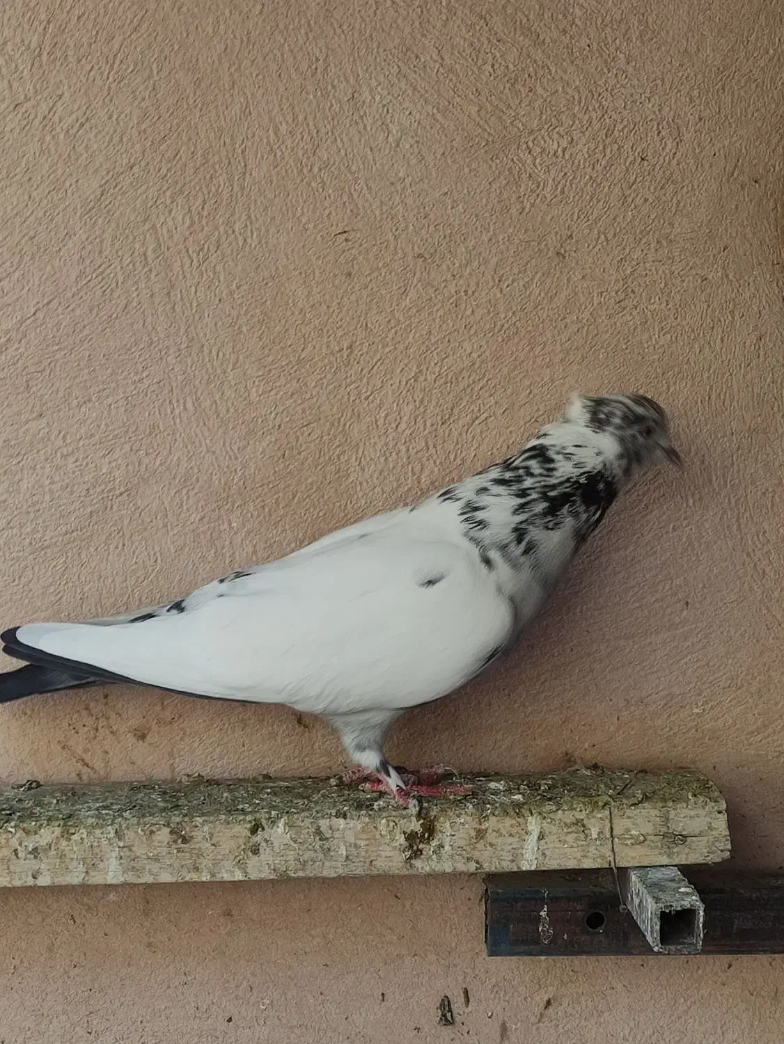 کفتر پرشی درجه یک معاوضه با سهره|پرنده|ماهدشت, |دیوار