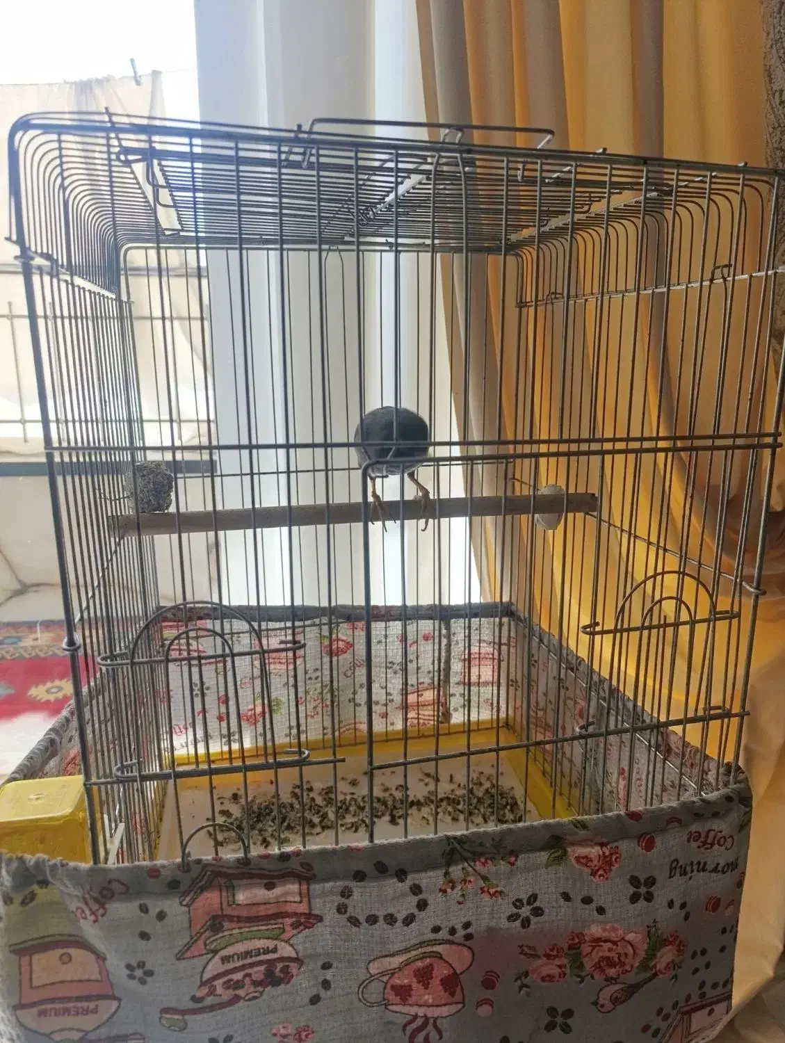 مرغ مینا امسالی سخنگو با قفس بلند|پرنده|اصفهان, ابر|دیوار