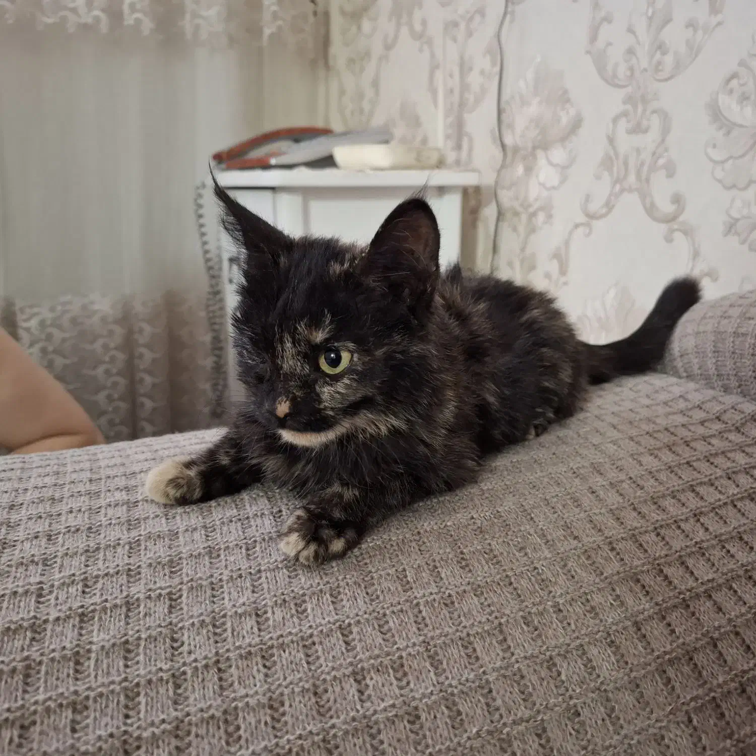 گربه|گربه|مشهد, هدایت|دیوار