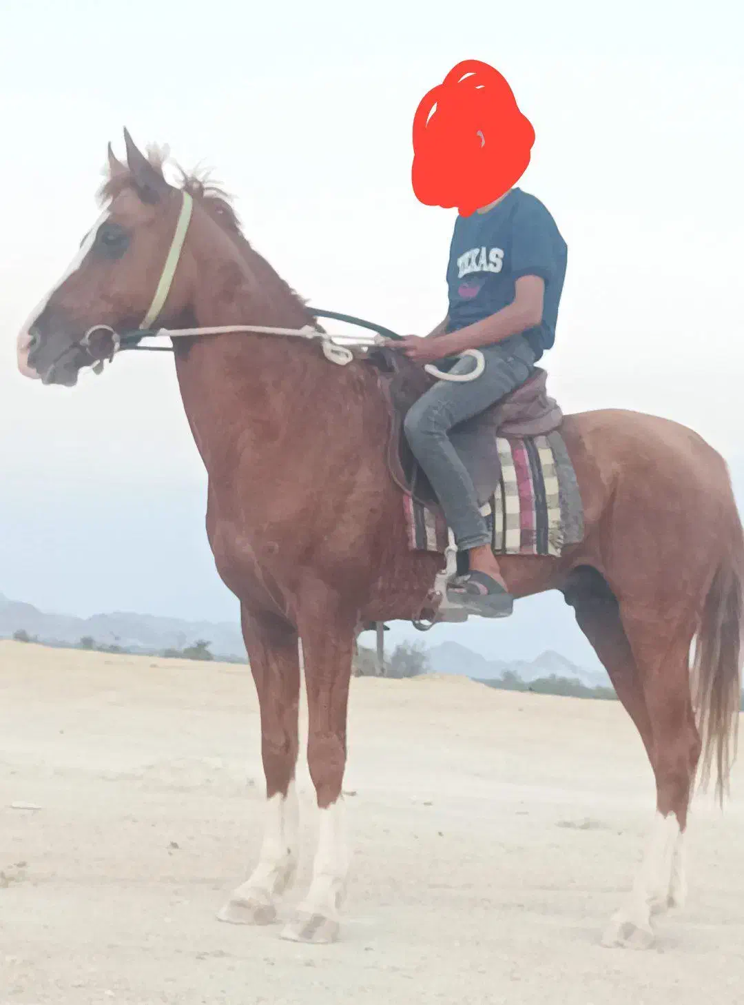 اسب|اسب و تجهیزات اسب‌سواری|بندرعباس, |دیوار