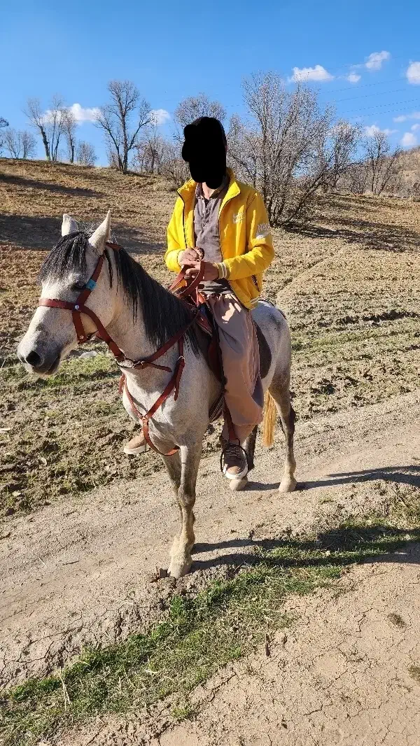 اسب صواری|حیوانات مزرعه|لردگان, |دیوار