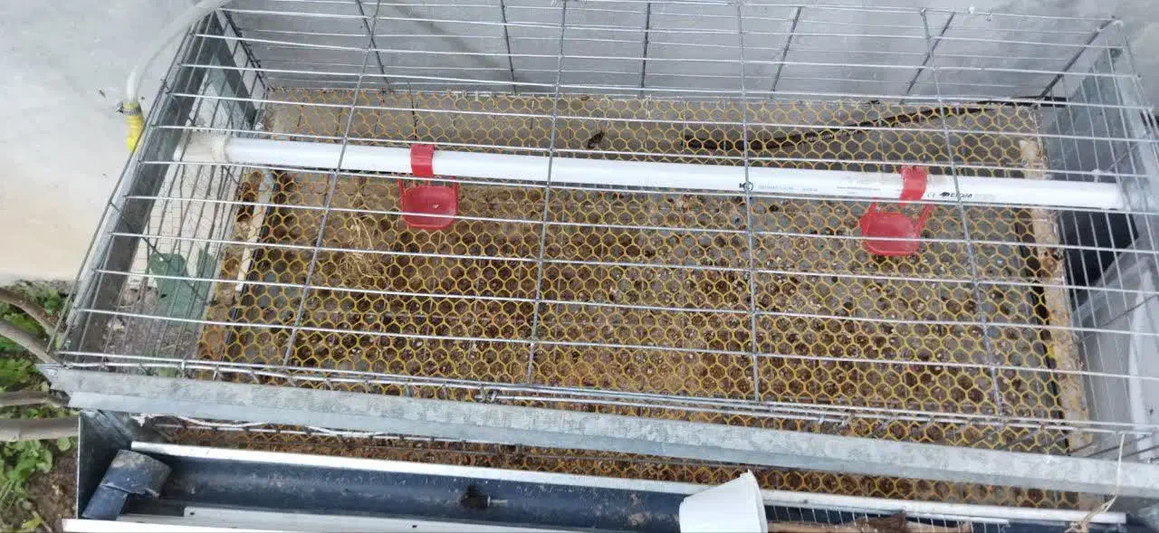 قفس جوجه و بلدرچین|لوازم جانبی حیوانات|چمستان, |دیوار