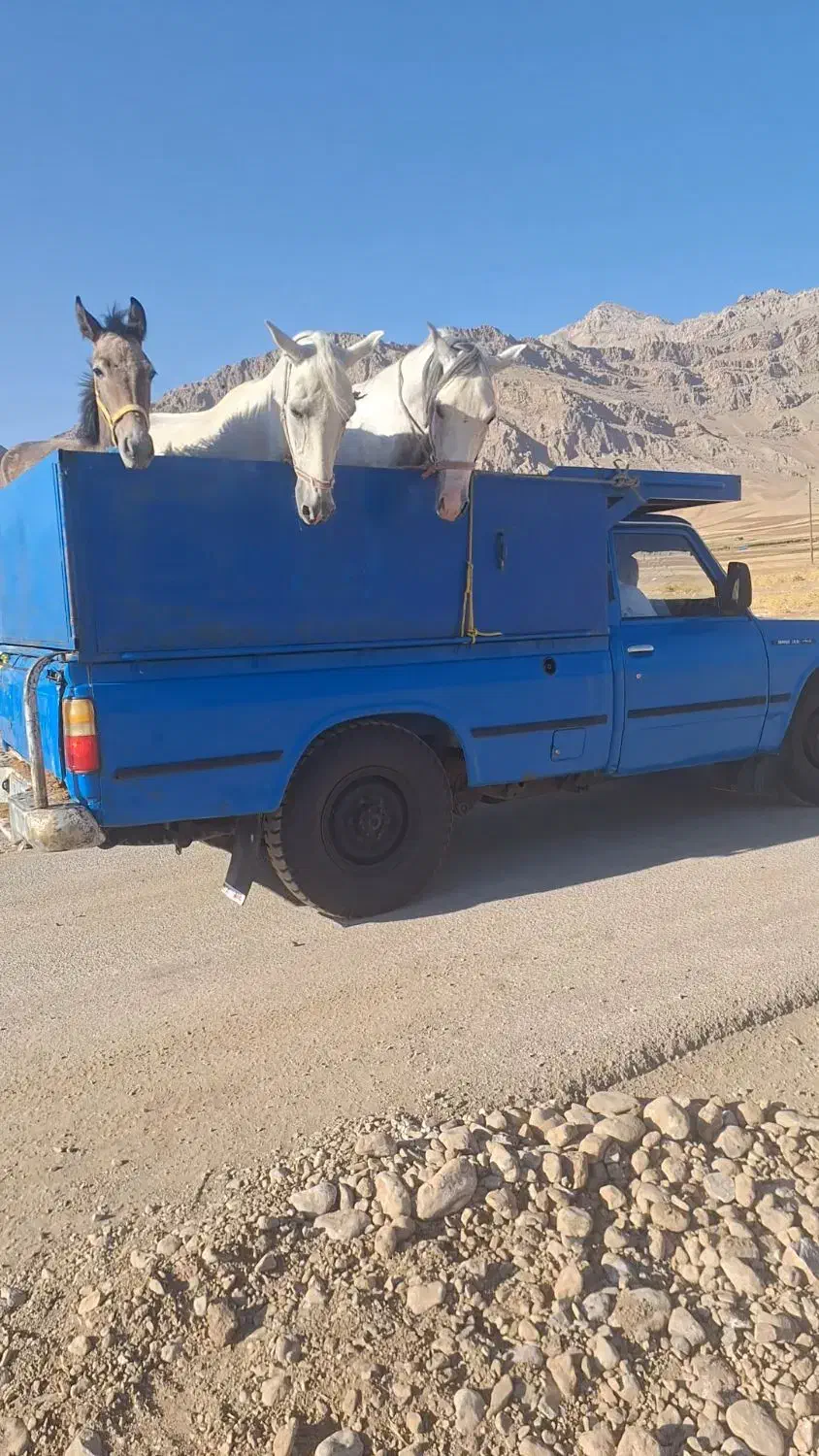 خریدوفروش اسب|اسب و تجهیزات اسب‌سواری|خاوه, |دیوار