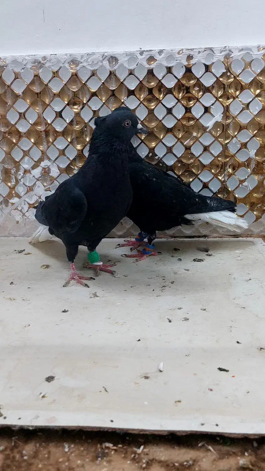 کبوتردم سفید|پرنده|مشهد, انصار|دیوار