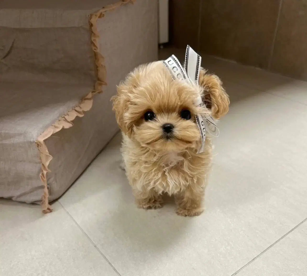 پودل مالتیز مینی|سگ|تهران, حر|دیوار