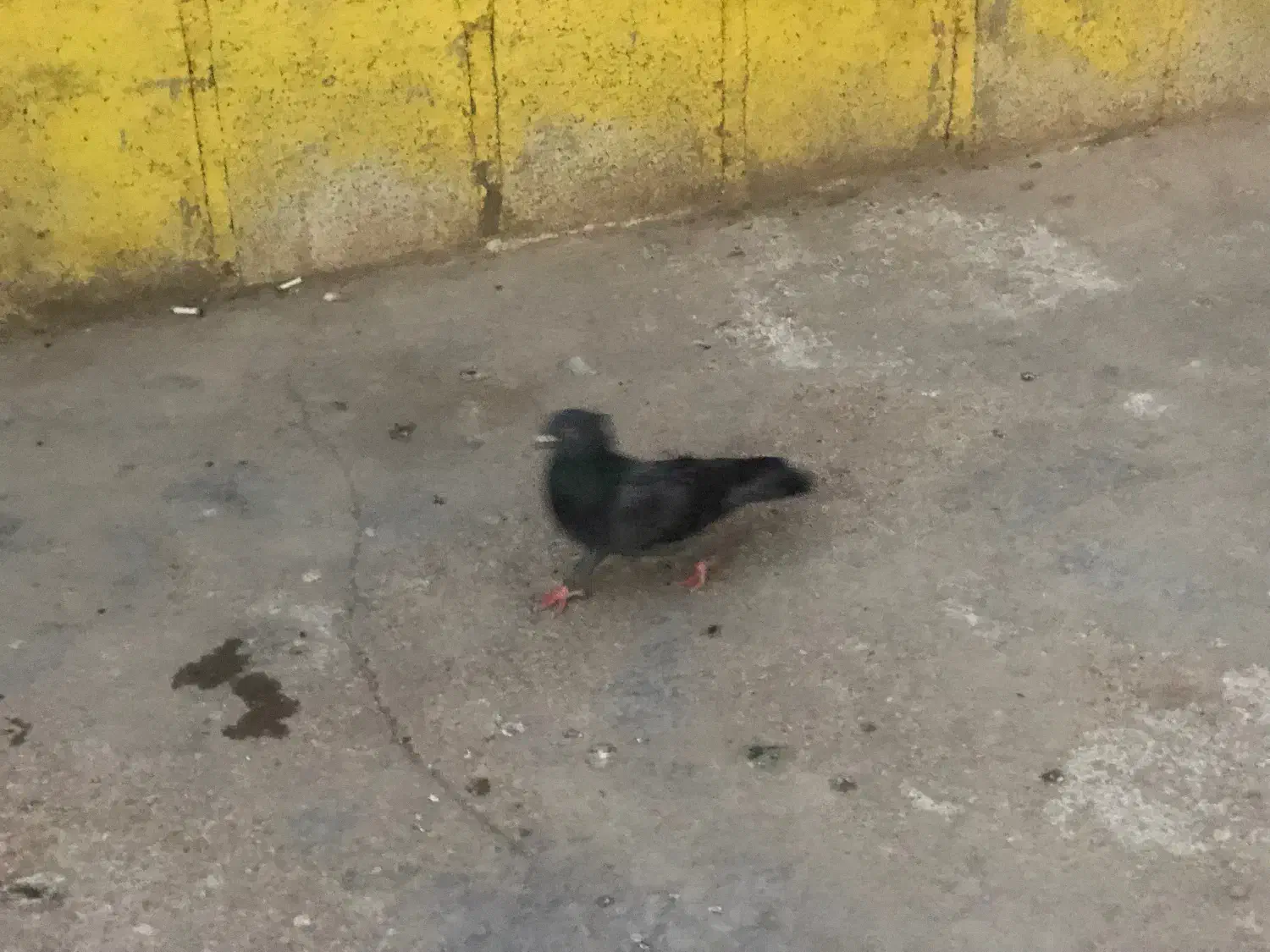 حیوانات|پرنده|خرمشهر, |دیوار