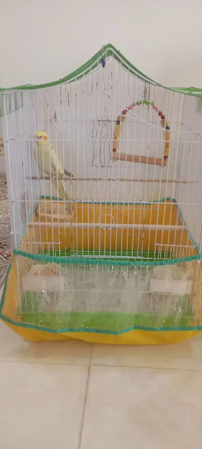 عروس هلندی نر|پرنده|گرمی, |دیوار