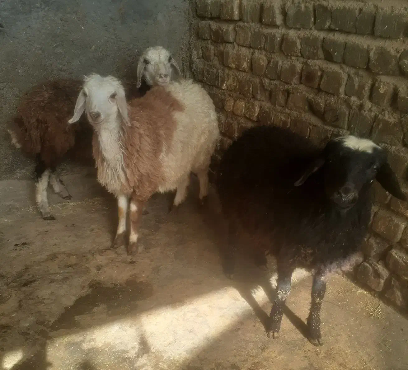 بره افشار|حیوانات مزرعه|اصفهان, ملک‌شهر|دیوار