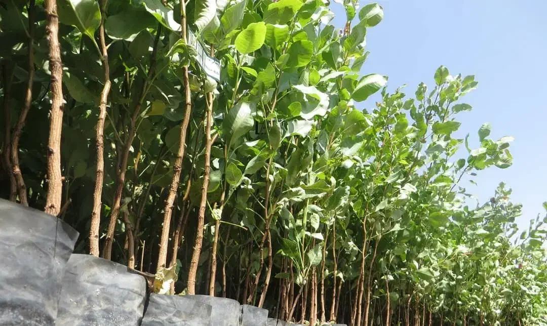 بهترین پسته از خود تولید کننده|خدمات باغبانی و درختکاری|قزوین, |دیوار