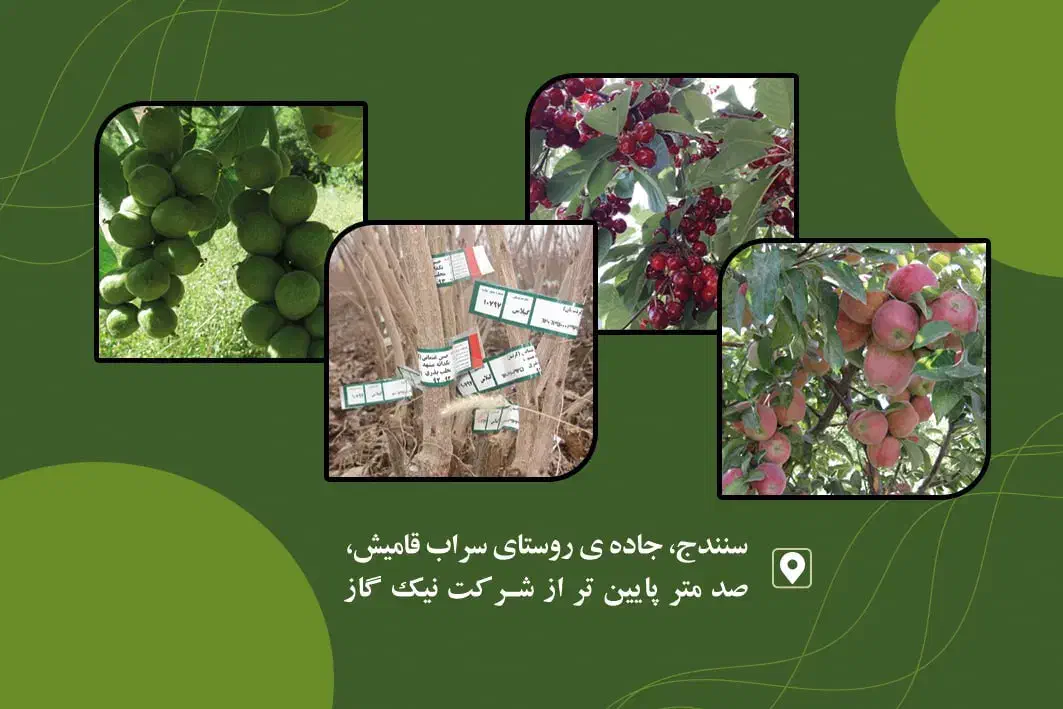 نهالستان حدیث|خدمات باغبانی و درختکاری|سنندج, |دیوار